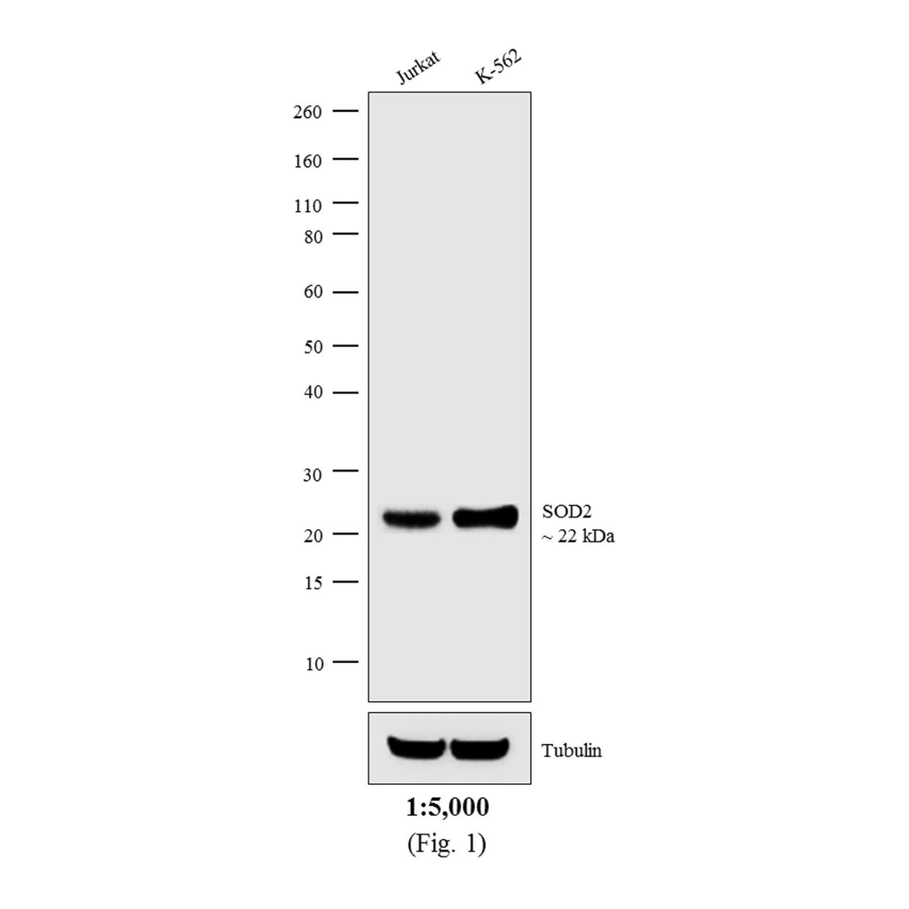 Thermo Fisher Scientific Rabbit anti-Mouse IgG (H+L) Cross-Adsorbed Secondary Antibody, AP