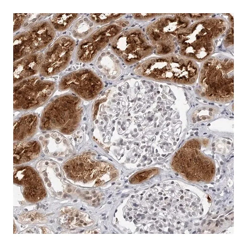 Merck Anti-RAB11FIP3 antibody produced in rabbit