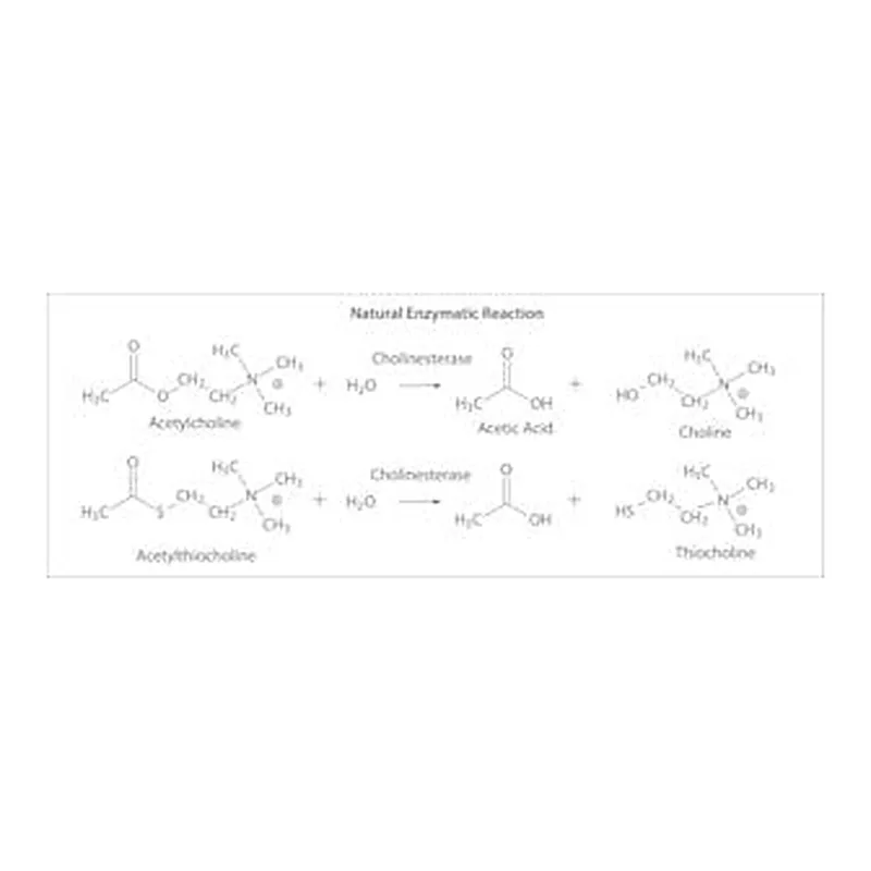 Merck CHOLINESTERASE, BUTYRYL FROM HORSE SERUM