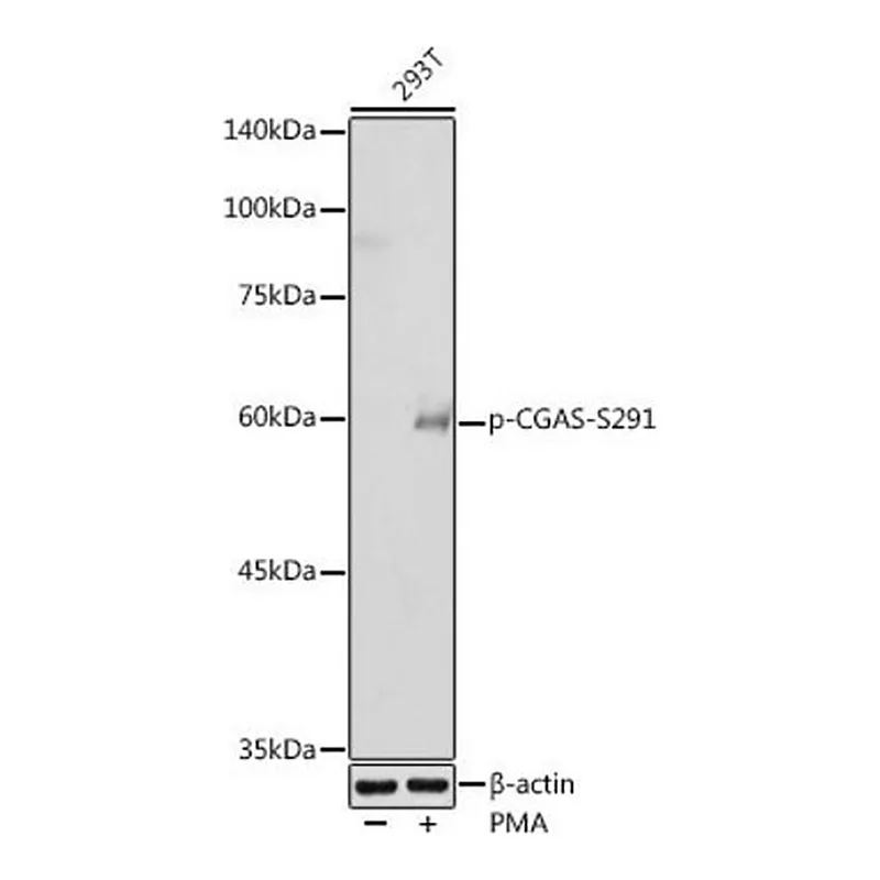 Merck Anti-Phospho-CGAS-S291 antibody produced in rabbit