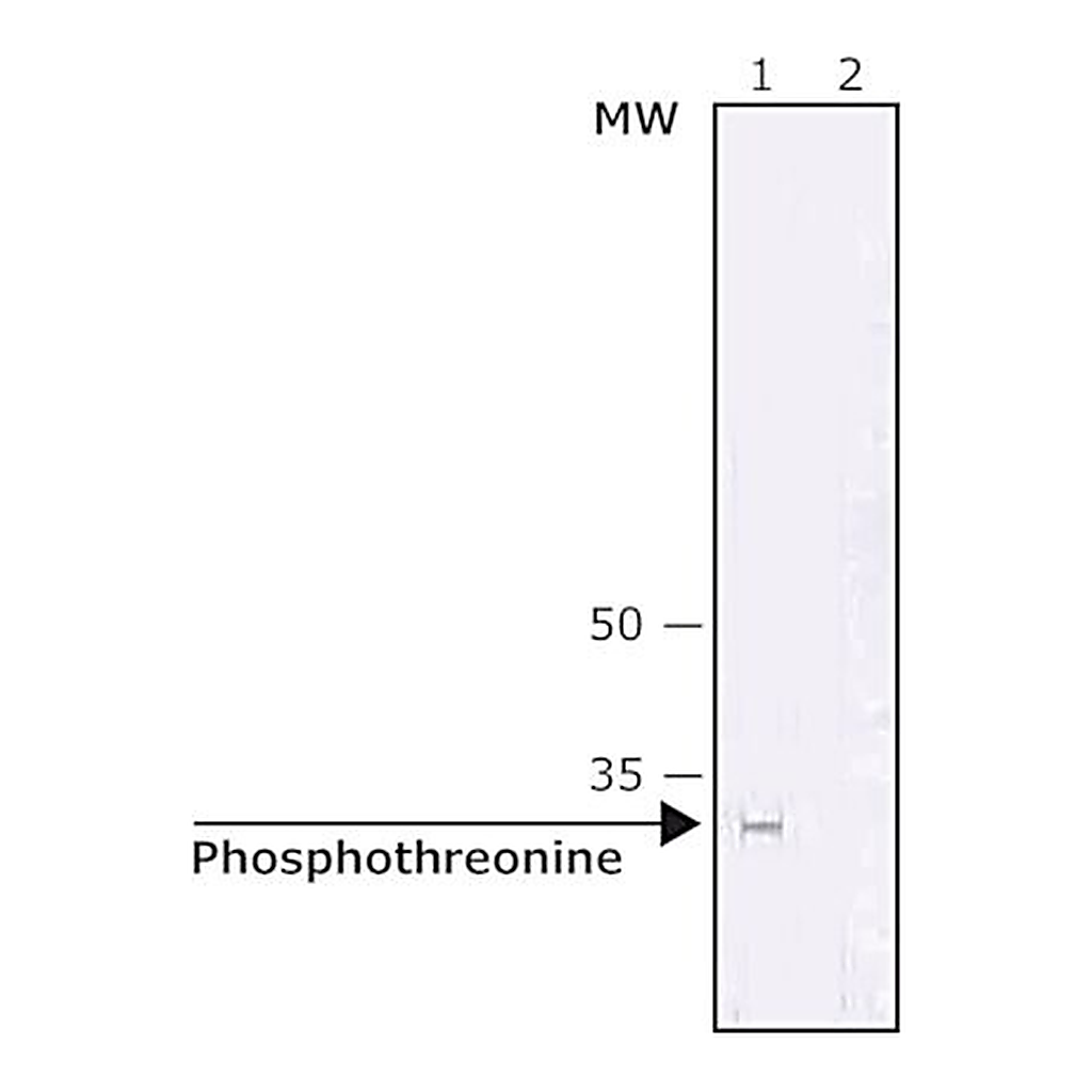 Merck ANTI-PHOSPHOTHREONINE ANTIBODY, MO&