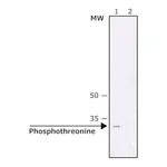 Merck ANTI-PHOSPHOTHREONINE ANTIBODY, MO&