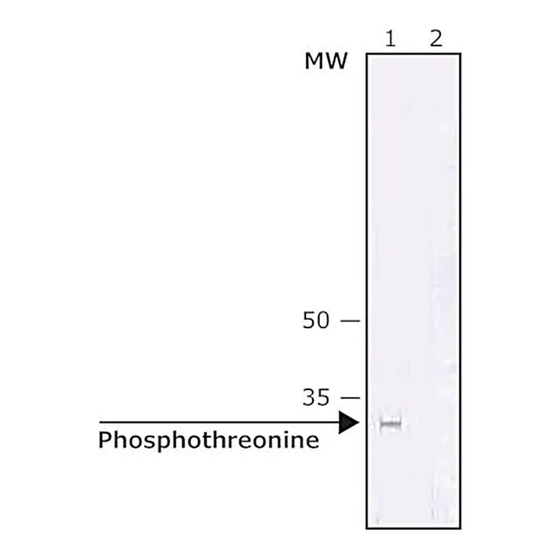 Merck ANTI-PHOSPHOTHREONINE ANTIBODY, MO&