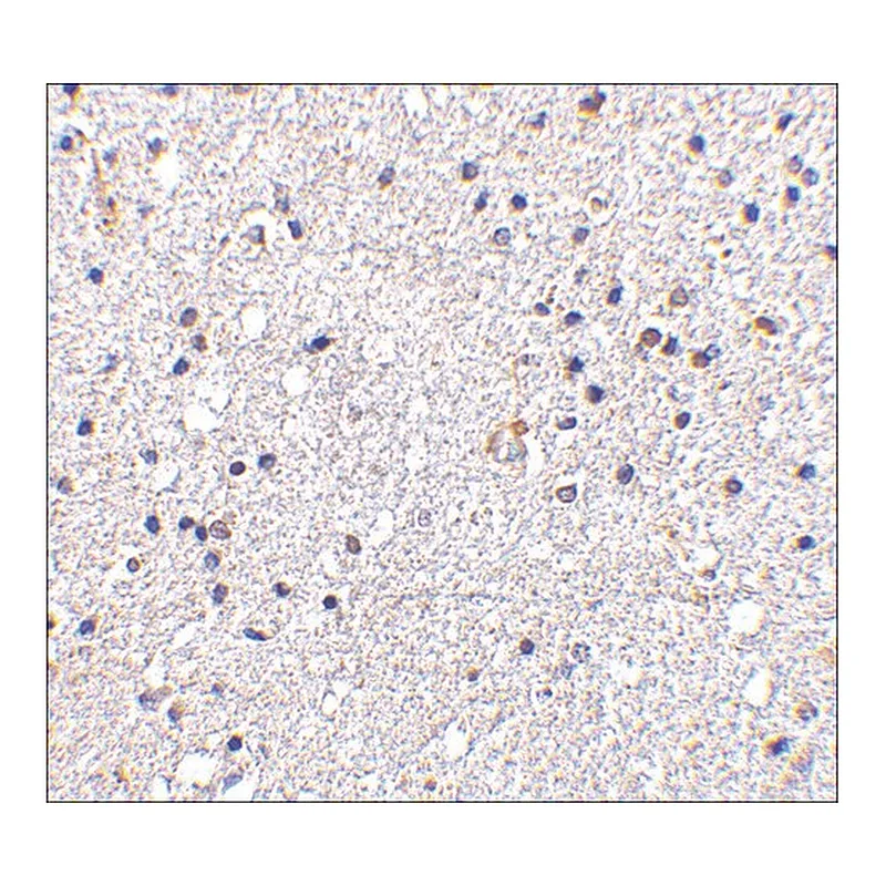 Merck Anti-VISA (ab1) antibody produced in rabbit