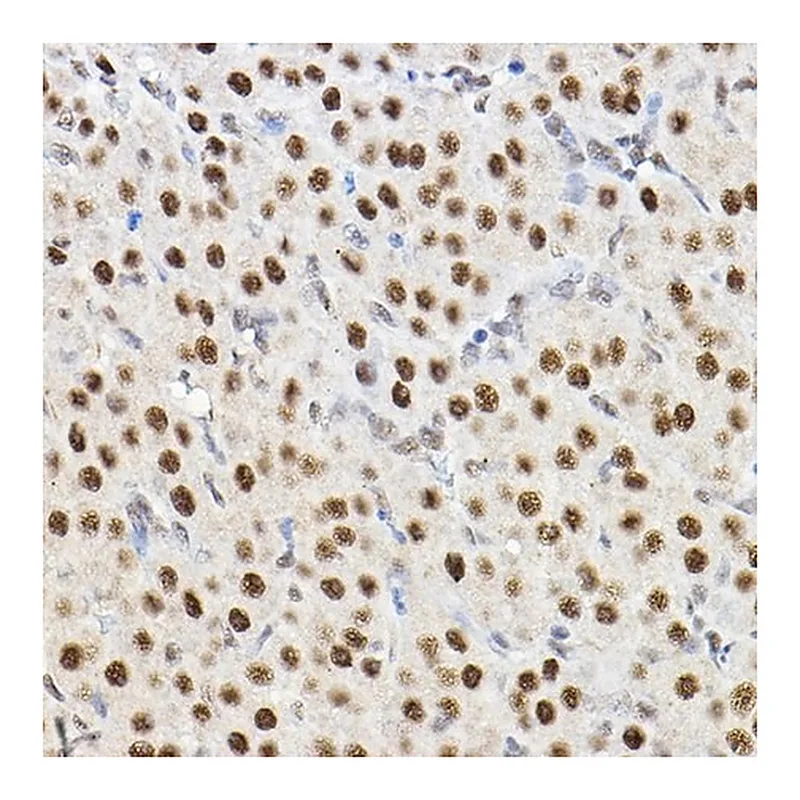 Merck Anti- HIF1alpha antibody produced in rabbit