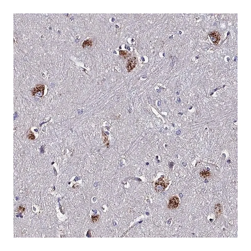 Merck Anti-KIAA1324L antibody produced in rabbit