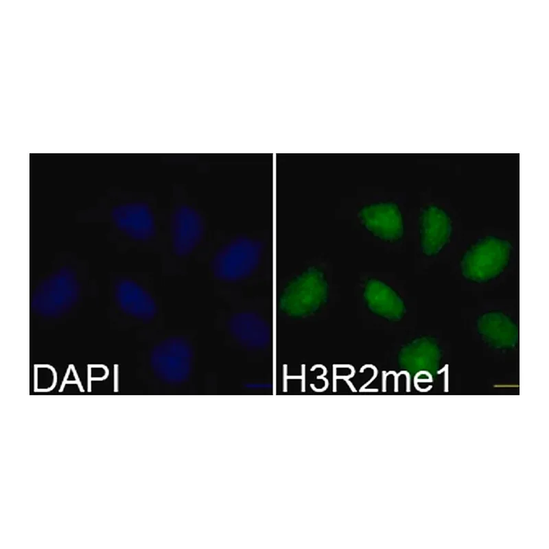 Merck Anti-MonoMethyl-Histone H3-R2 antibody produced in rabbit