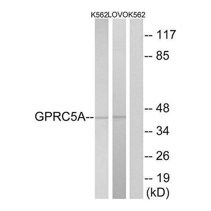 Merck Anti-GPRC5A antibody produced in rabbit