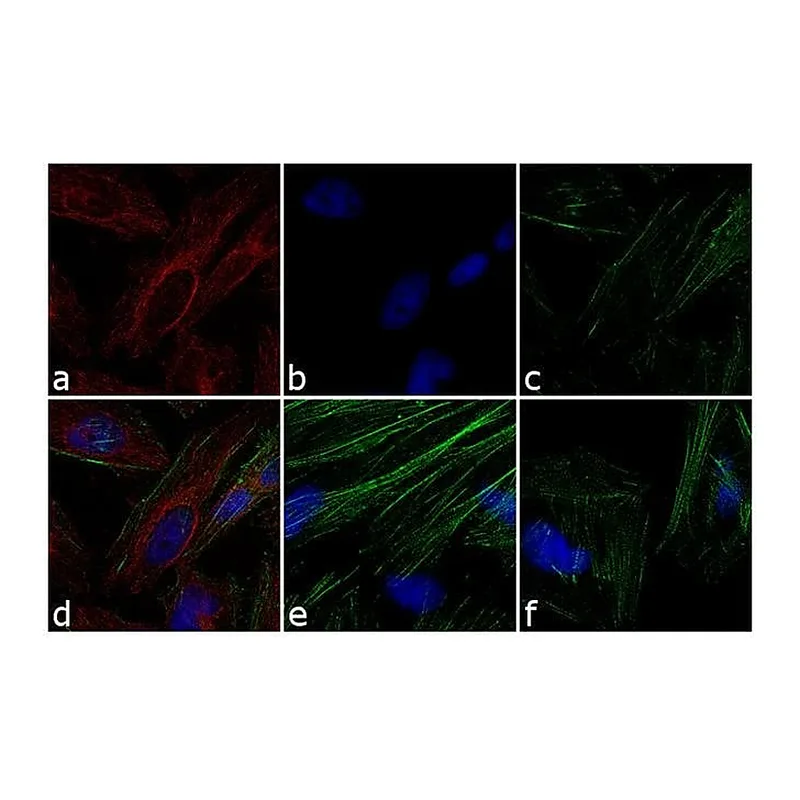 Thermo Fisher Scientific Goat anti-Mouse IgG Fc Secondary Antibody, TRITC