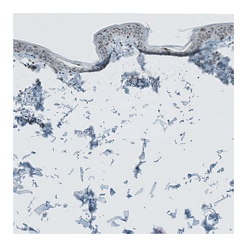 Merck Anti-CERS3 antibody produced in rabbit