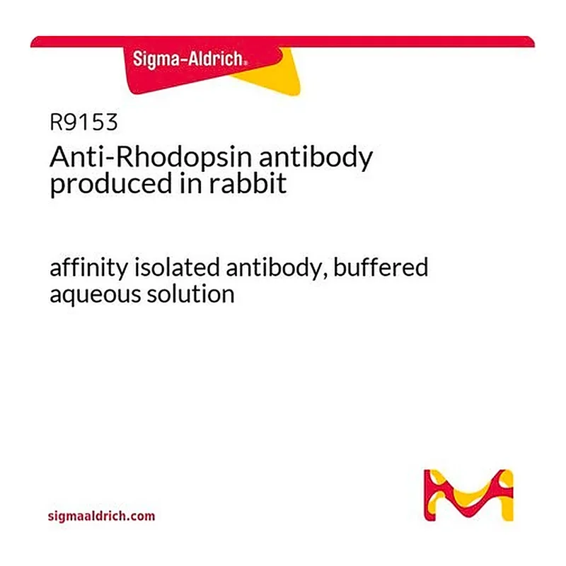 Merck Anti-Rhodopsin antibody produced in rabbit