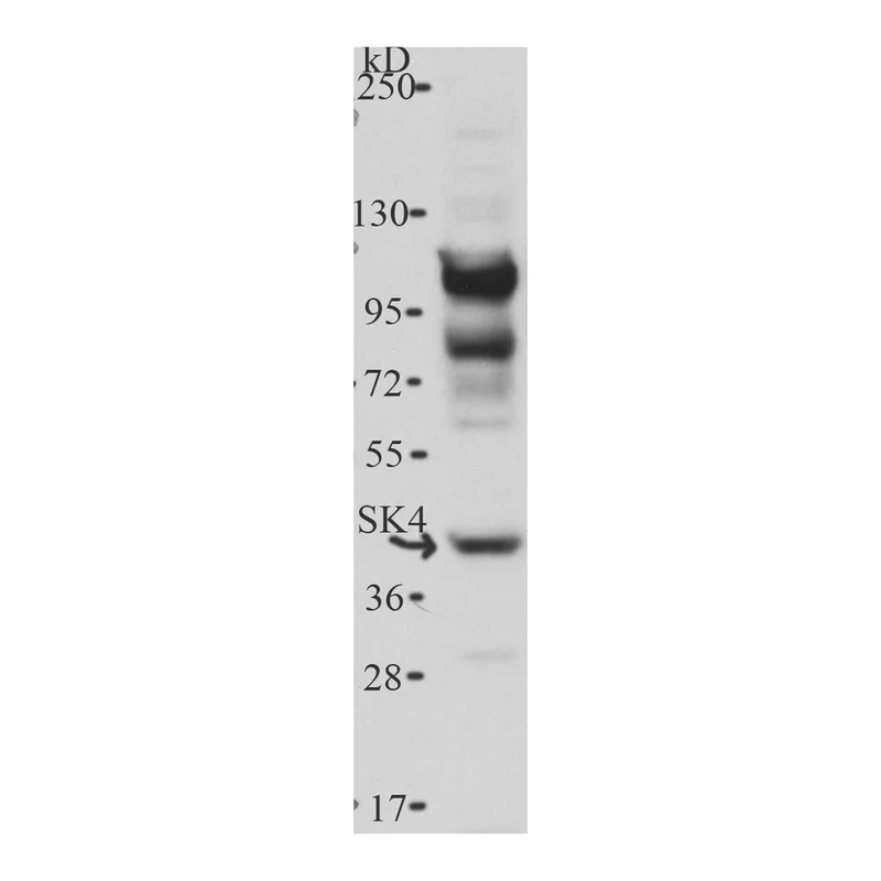 Thermo Fisher Scientific Goat anti-Rabbit IgG (H+L) Cross-Adsorbed Secondary Antibody, HRP