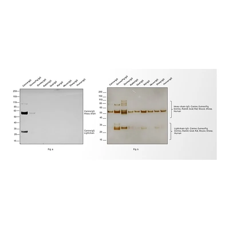 Thermo Fisher Scientific Goat anti-Canine IgG (H+L) Secondary Antibody, HRP