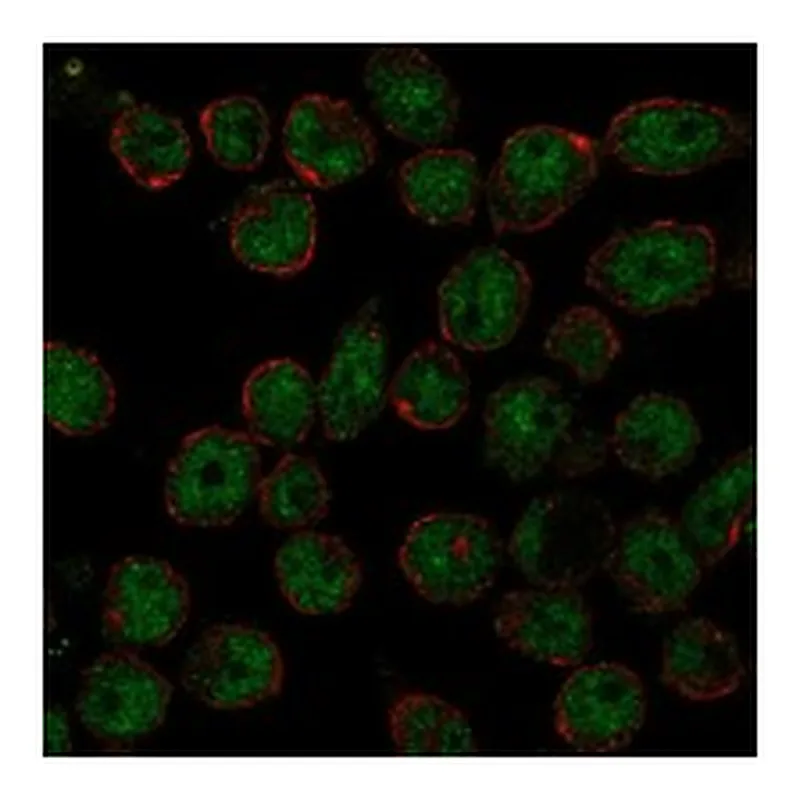 Atlas Antibodies Anti-THAP11 Antibody