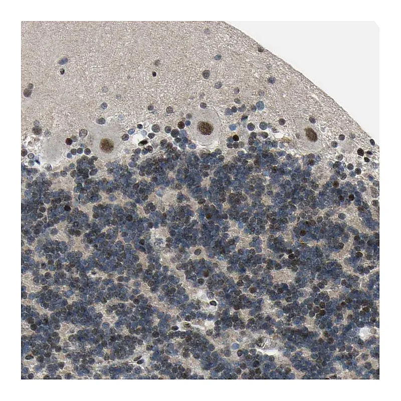 Atlas Antibodies Anti-THAP12 Antibody