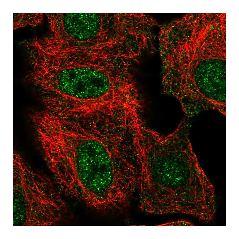 Atlas Antibodies Anti-THAP8 Antibody