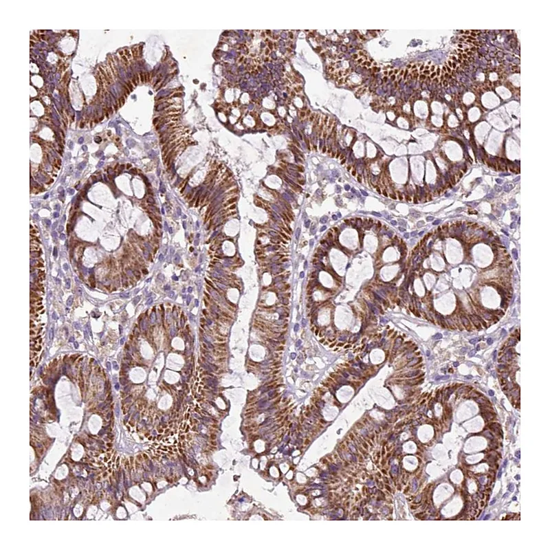 Atlas Antibodies Anti-THEGL Antibody