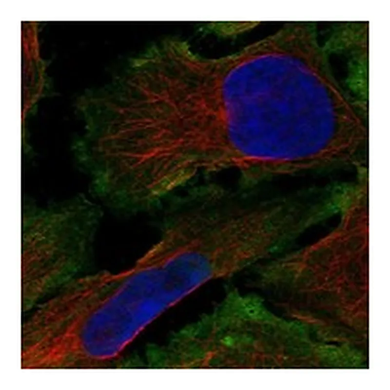 Atlas Antibodies Anti-THEGL Antibody