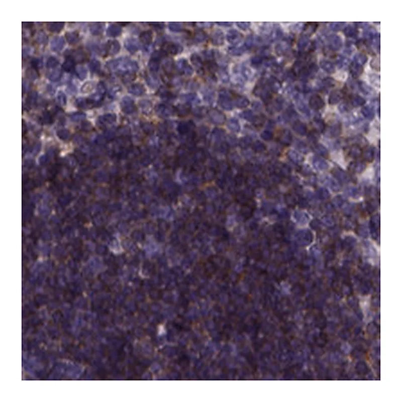 Atlas Antibodies Anti-THEMIS Antibody
