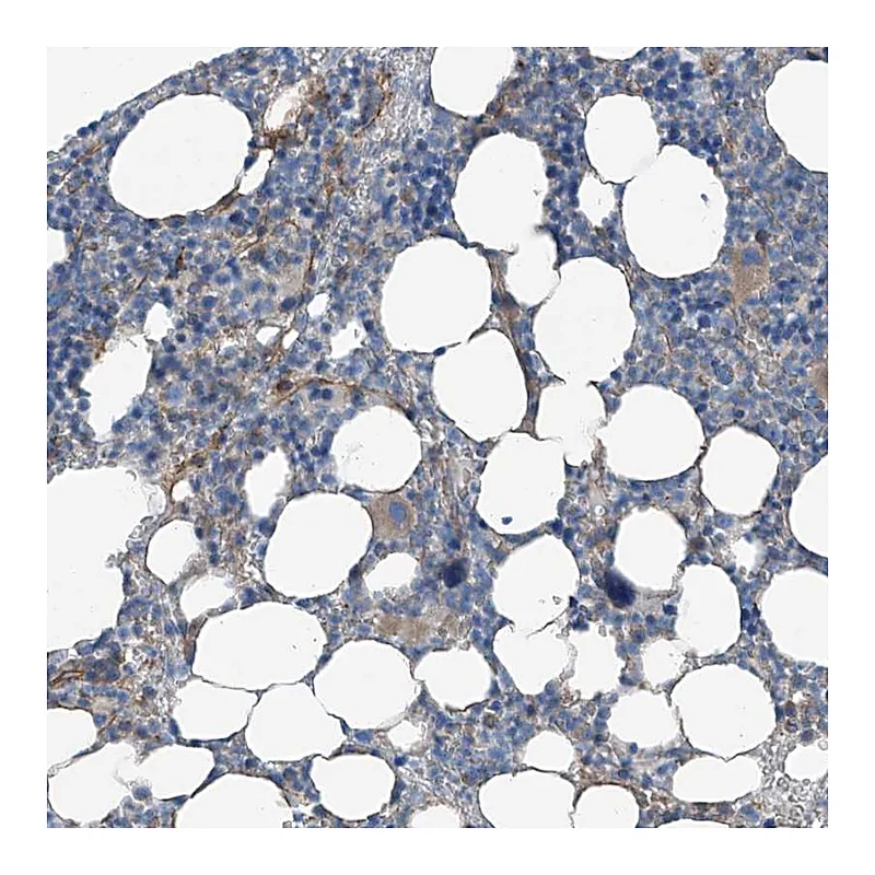 Atlas Antibodies Anti-THEMIS2 Antibody