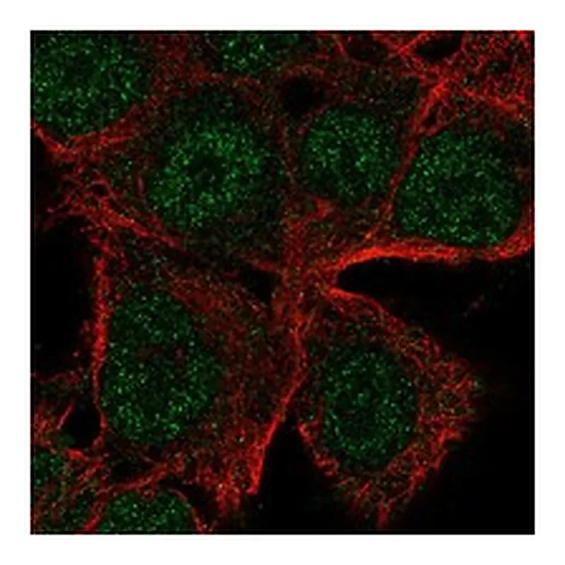 Atlas Antibodies Anti-THEMIS2 Antibody