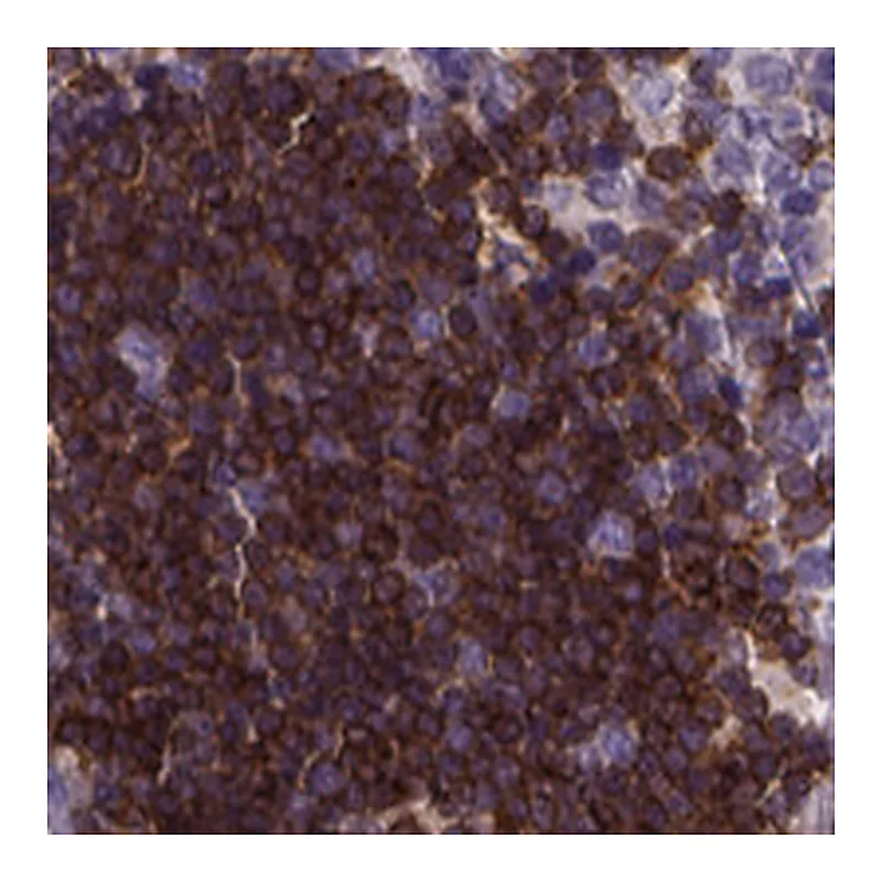 Atlas Antibodies Anti-THEMIS Antibody