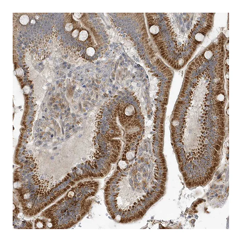 Atlas Antibodies Anti-THG1L Antibody