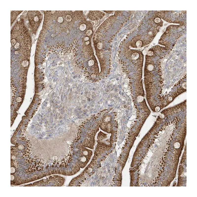 Atlas Antibodies Anti-THG1L Antibody
