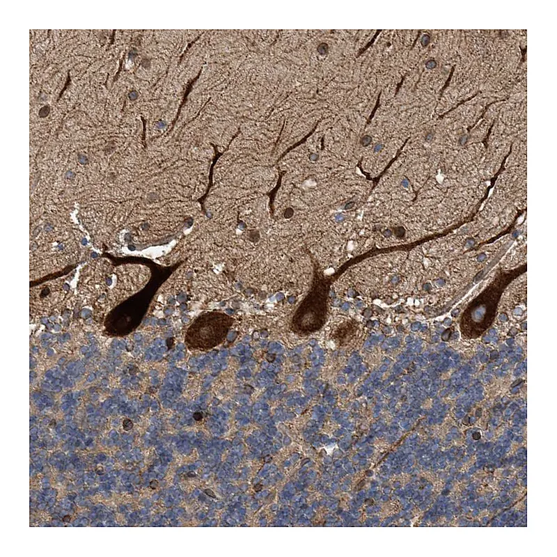 Atlas Antibodies Anti-THEM6 Antibody