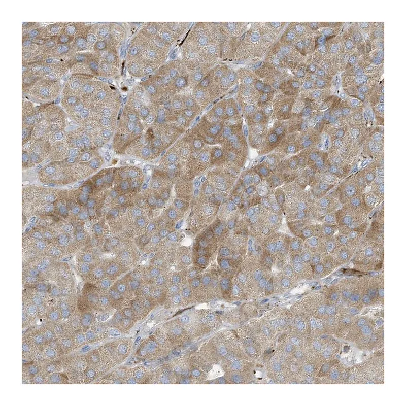 Atlas Antibodies Anti-THNSL2 Antibody
