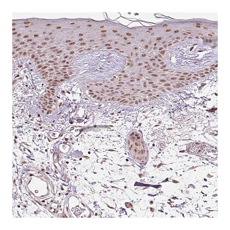 Atlas Antibodies Anti-THOC6 Antibody