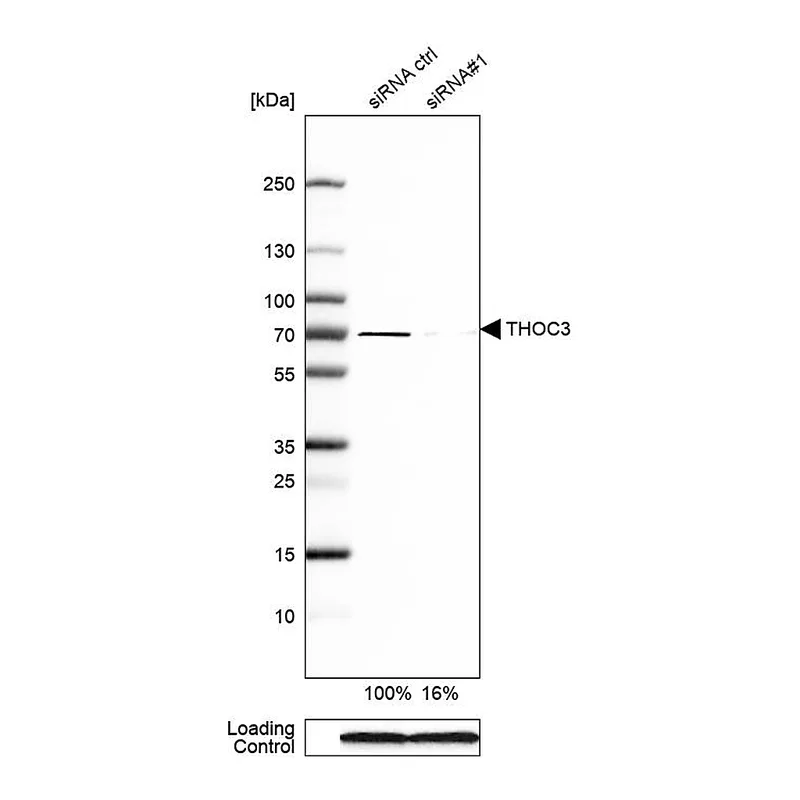 Atlas Antibodies Anti-THOC3 Antibody