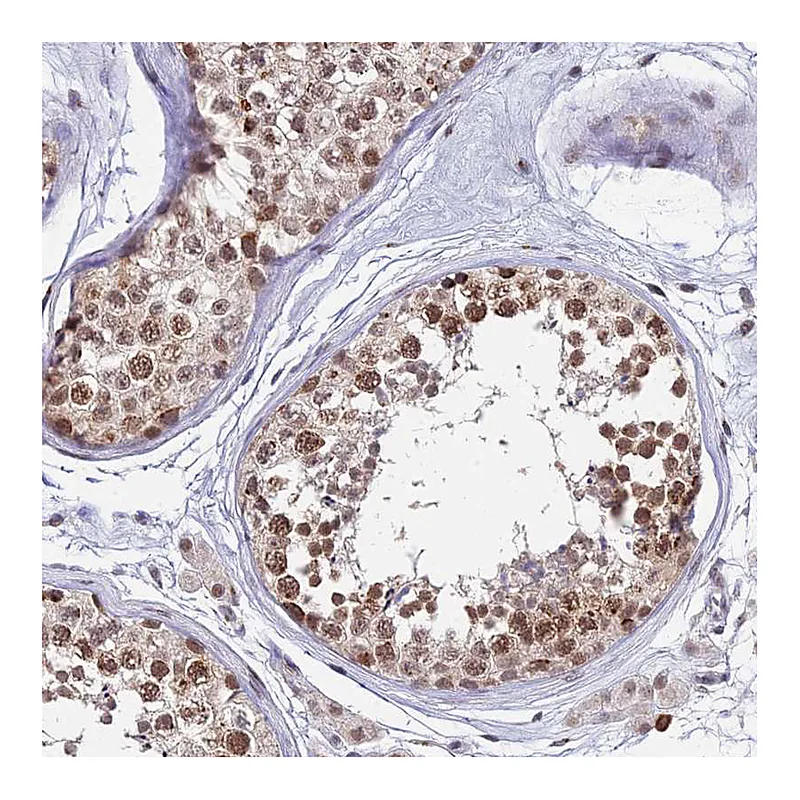 Atlas Antibodies Anti-THOC3 Antibody