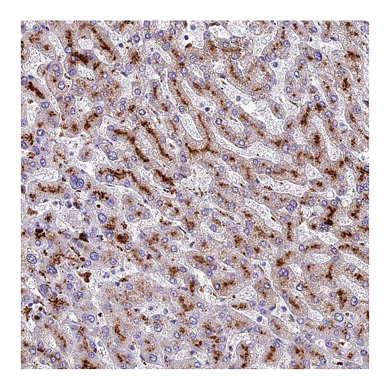 Atlas Antibodies Anti-THRSP Antibody