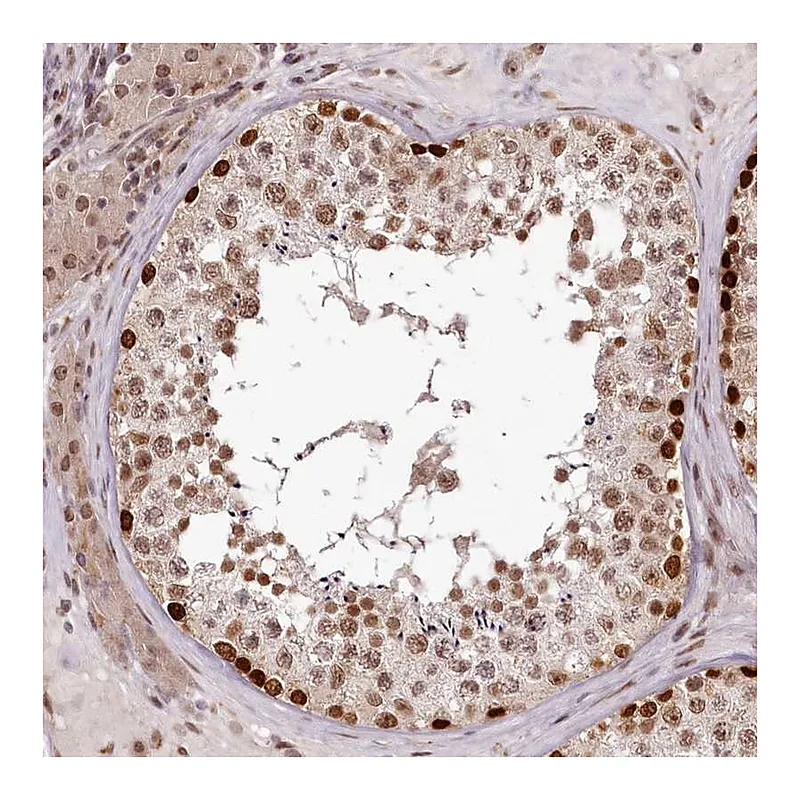 Atlas Antibodies Anti-THYN1 Antibody