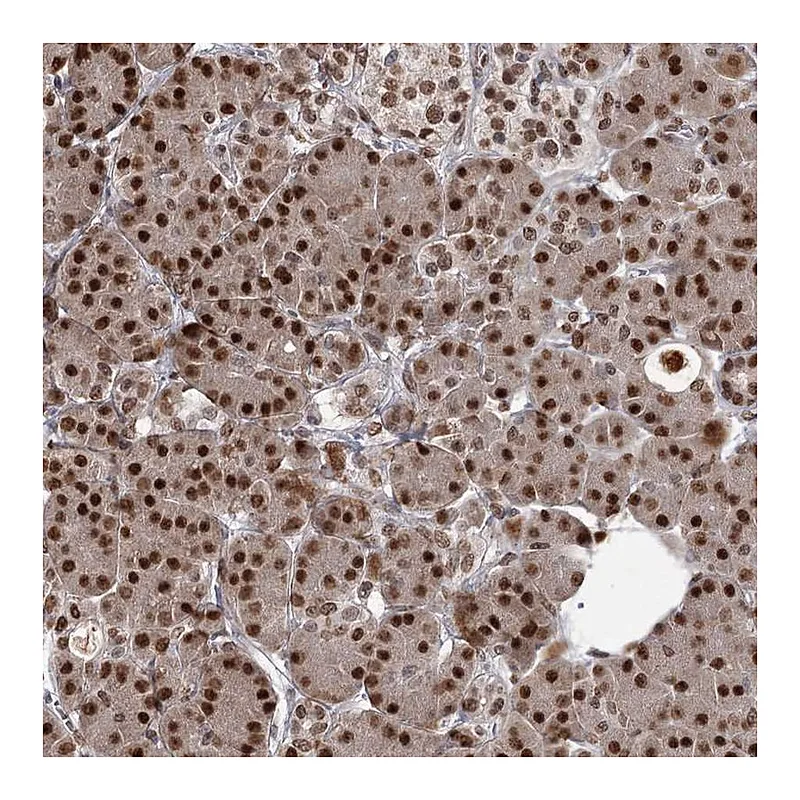 Atlas Antibodies Anti-THYN1 Antibody