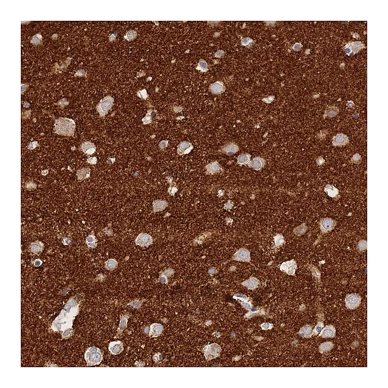 Atlas Antibodies Anti-TIFAB Antibody