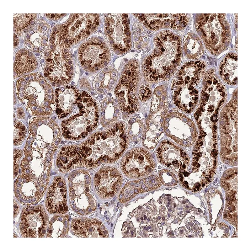 Atlas Antibodies Anti-TICAM1 Antibody