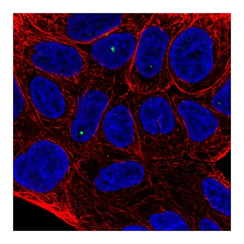 Atlas Antibodies Anti-TIGD2 Antibody
