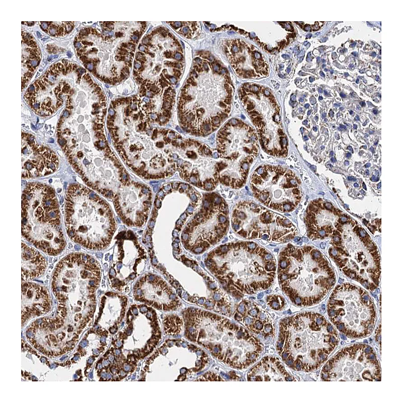 Atlas Antibodies Anti-TIMM10 Antibody