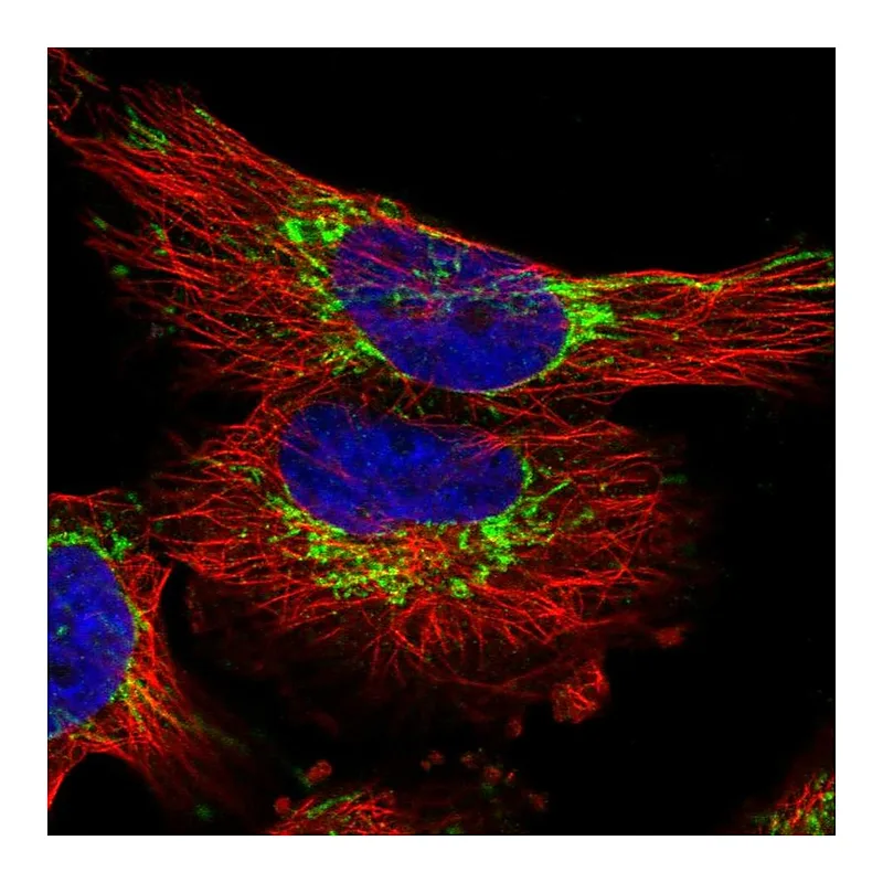 Atlas Antibodies Anti-TIMM23 Antibody