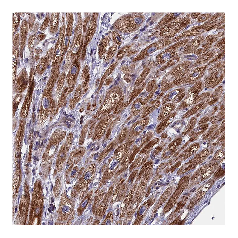 Atlas Antibodies Anti-TIMM44 Antibody