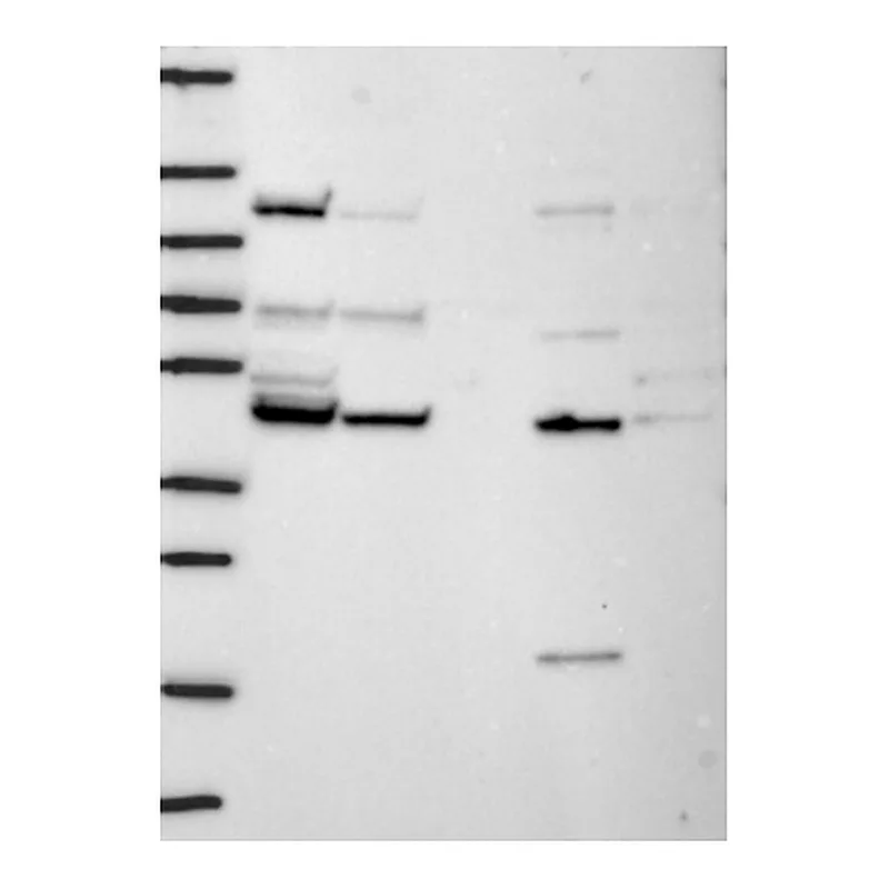 Atlas Antibodies Anti-TIMM44 Antibody