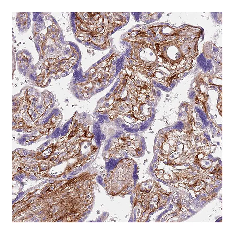 Atlas Antibodies Anti-TINAGL1 Antibody