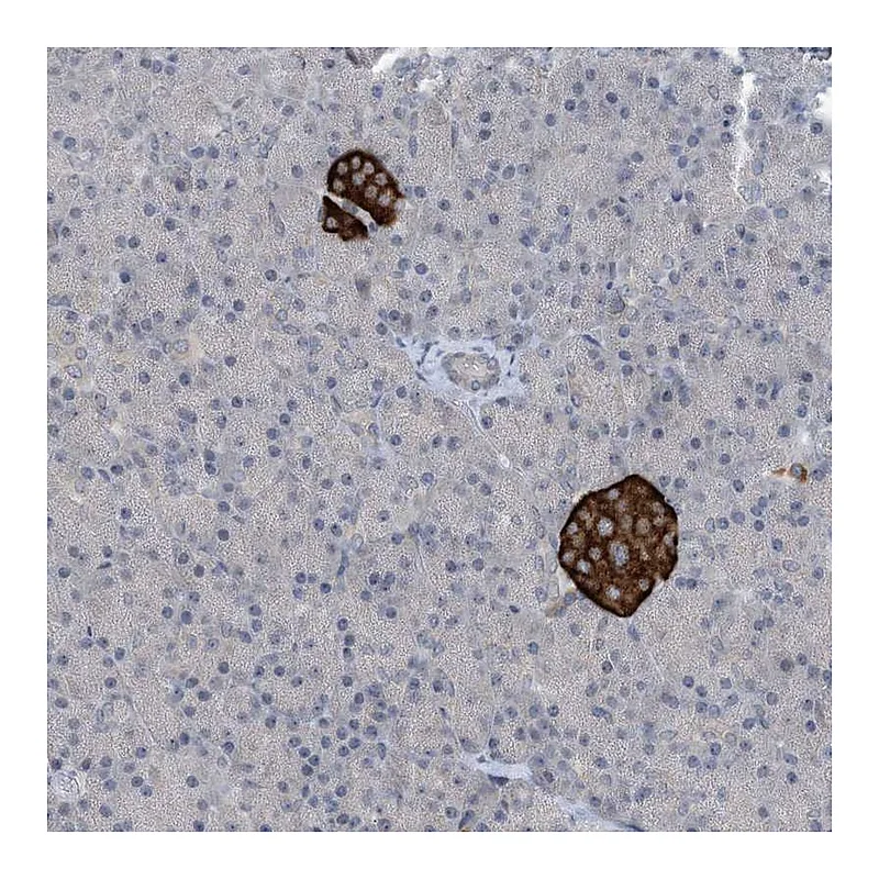 Atlas Antibodies Anti-TINAG Antibody