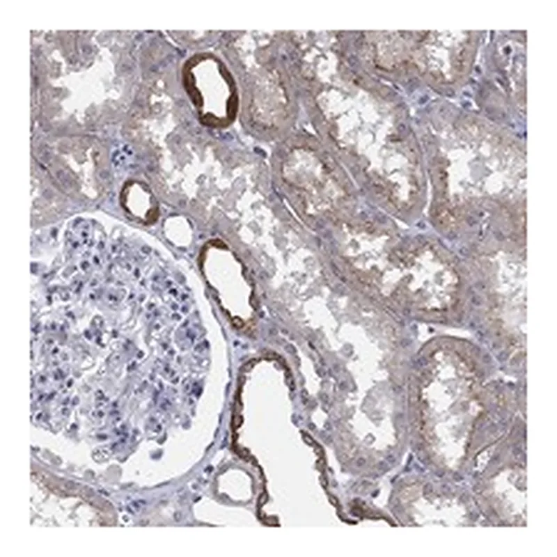 Atlas Antibodies Anti-TINAG Antibody