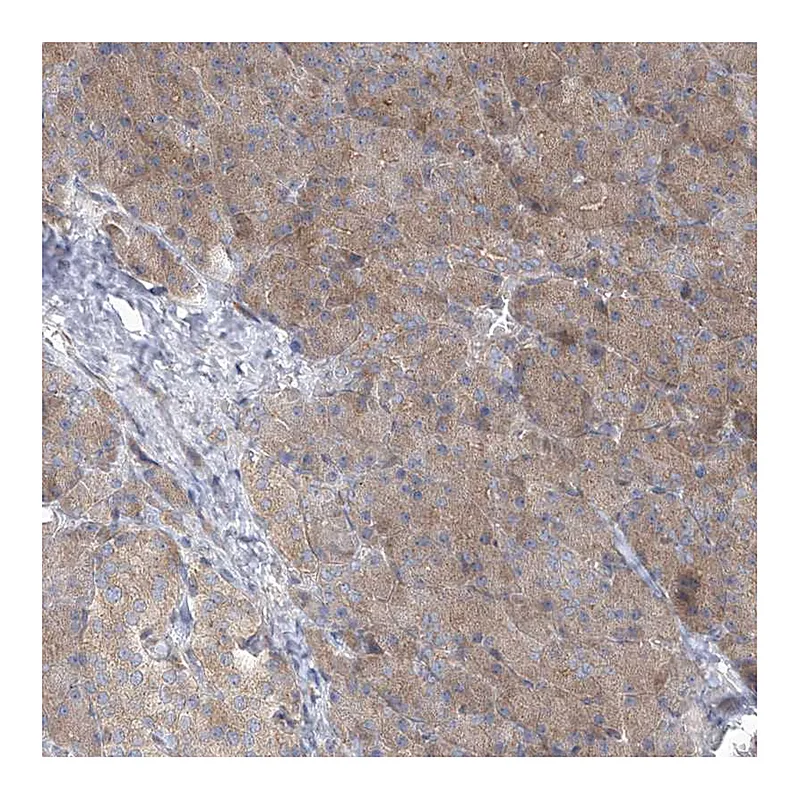 Atlas Antibodies Anti-TJAP1 Antibody