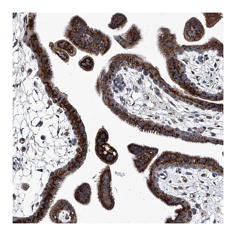 Atlas Antibodies Anti-TJAP1 Antibody