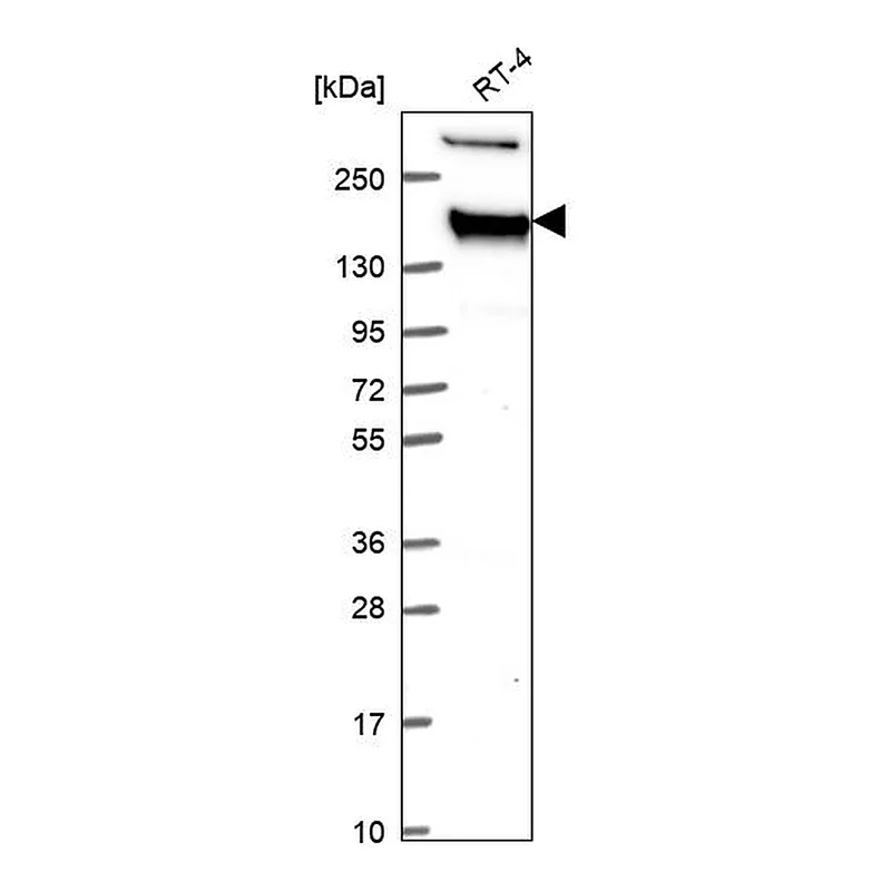 Atlas Antibodies Anti-TJP2 Antibody