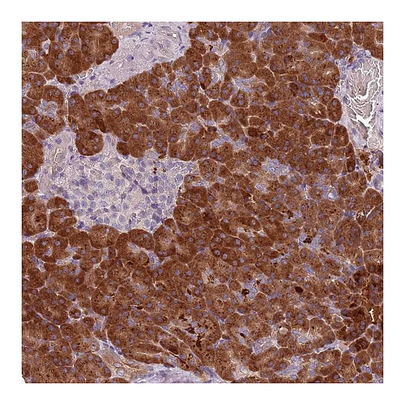 Atlas Antibodies Anti-TLCD2 Antibody